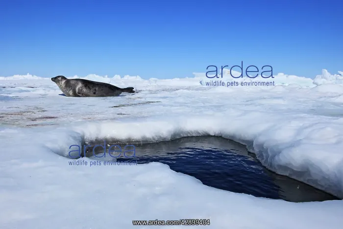 : Harp Seal - adult female : Harp Seal - adult female