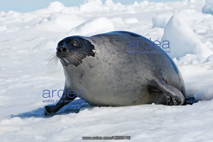 : Harp Seal - Adult female : Harp Seal - Adult female