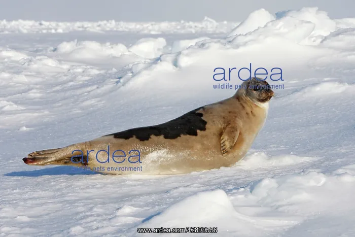 : Harp Seal - adult female : Harp Seal - adult female