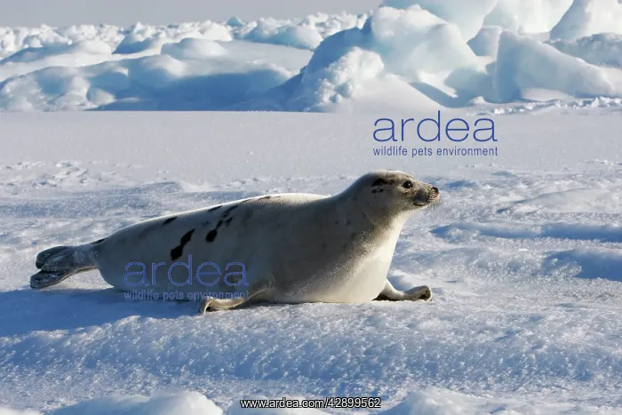 : Harp Seal - adult female : Harp Seal - adult female