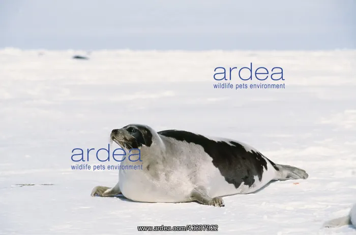 : HARP SEAL - adult female : HARP SEAL - adult female