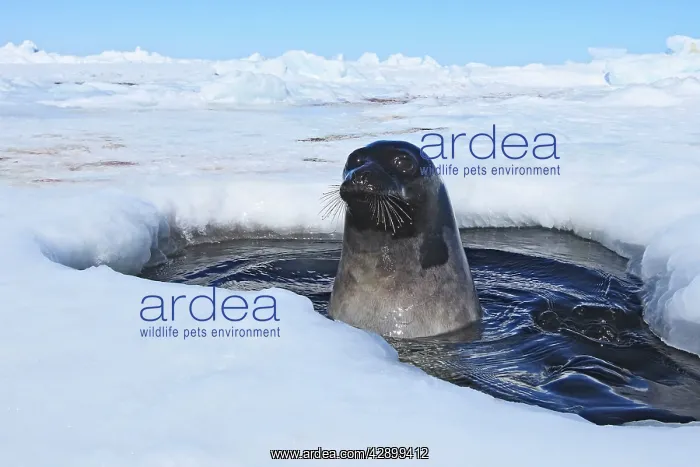 : Harp Seal - adult female emerging from a hole in the ice : Harp Seal - adult female emerging from a hole in the ice