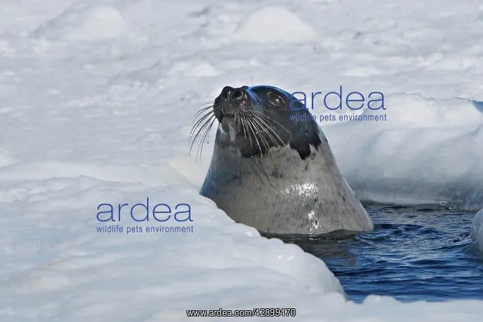 : Harp Seal - Adult female emerging from a hole in the ice : Harp Seal - Adult female emerging from a hole in the ice