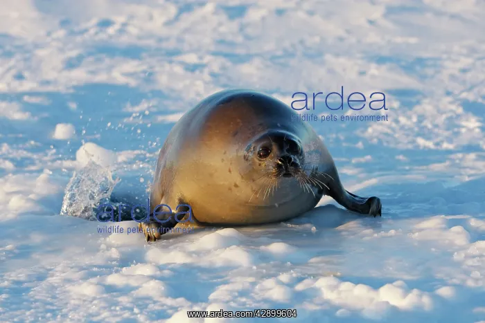 : Harp Seal - Adult female emerging from a hole in the ice : Harp Seal - Adult female emerging from a hole in the ice