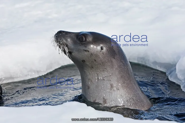 : Harp Seal - Adult female emerging from a hole in the ice : Harp Seal - Adult female emerging from a hole in the ice