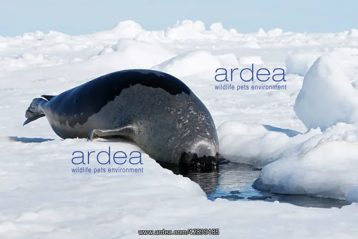 : Harp Seal - Adult female entering a hole in the ice : Harp Seal - Adult female entering a hole in the ice