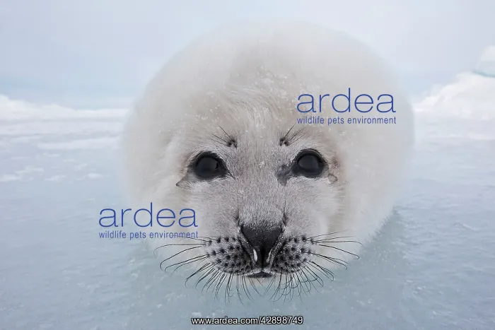 : Harp Seal - baby : Harp Seal - baby