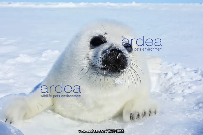 : Harp Seal - baby : Harp Seal - baby