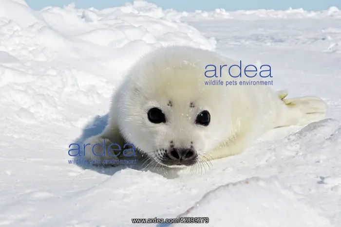 : Harp Seal - baby : Harp Seal - baby
