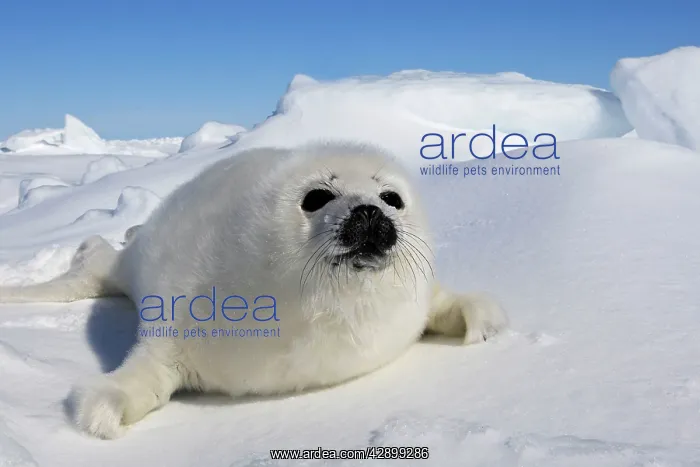 : Harp Seal - baby : Harp Seal - baby