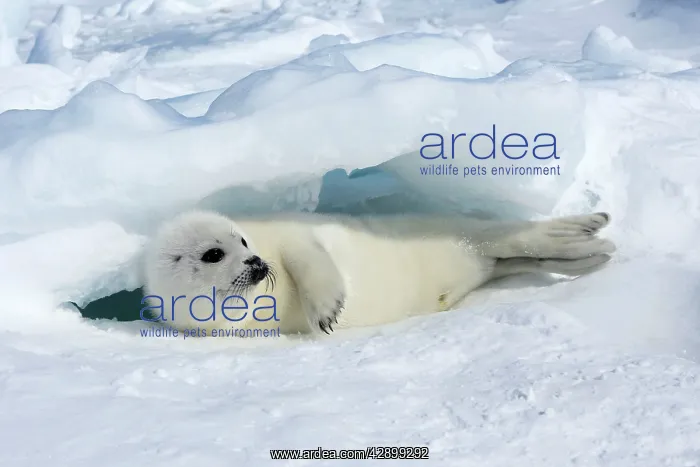 : Harp Seal - baby : Harp Seal - baby