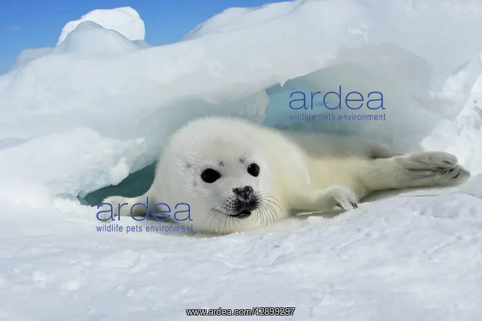 : Harp Seal - baby : Harp Seal - baby