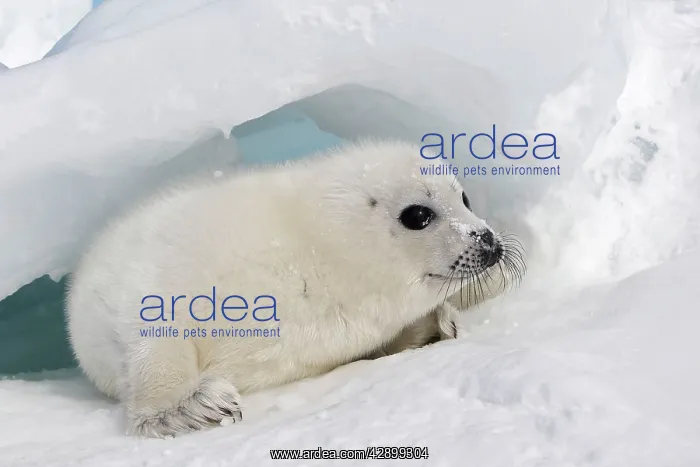 : Harp Seal - baby : Harp Seal - baby