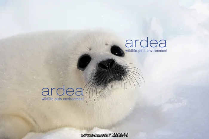 : Harp Seal - baby : Harp Seal - baby