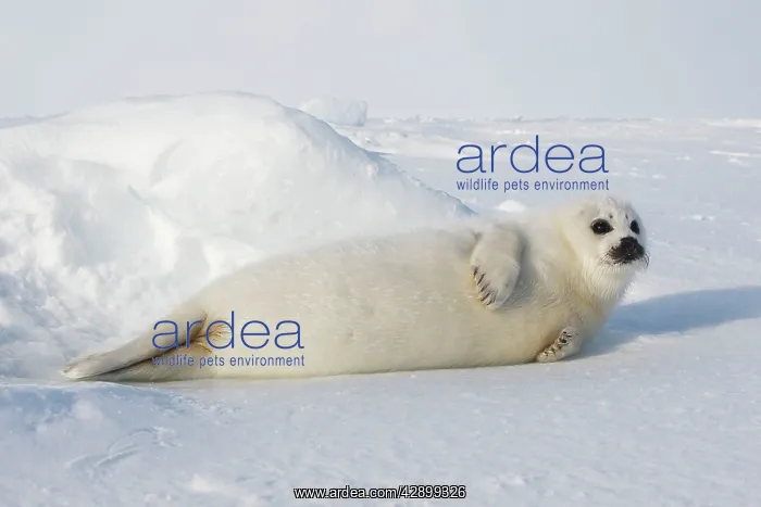 : Harp Seal - baby : Harp Seal - baby