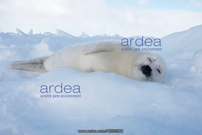 : Harp Seal - baby : Harp Seal - baby
