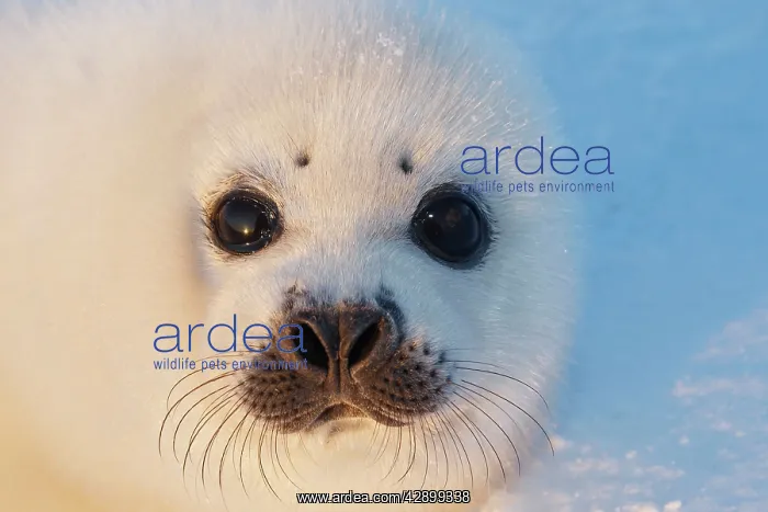 : Harp Seal - baby : Harp Seal - baby