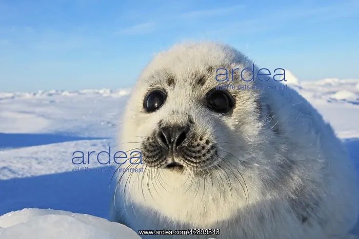 : Harp Seal - baby : Harp Seal - baby