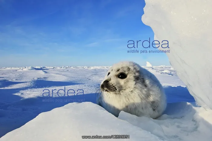 : Harp Seal - baby : Harp Seal - baby