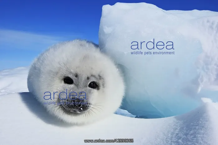 : Harp Seal - baby : Harp Seal - baby