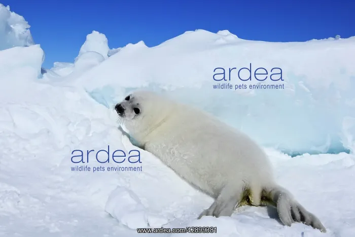 : Harp Seal - baby : Harp Seal - baby