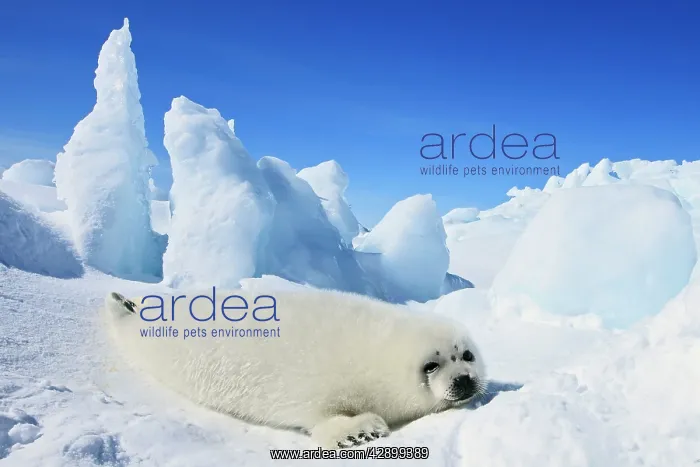 : Harp Seal - baby : Harp Seal - baby