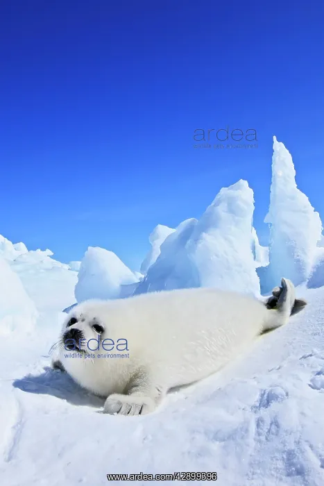 : Harp Seal - baby : Harp Seal - baby