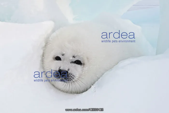 : Harp Seal - baby : Harp Seal - baby