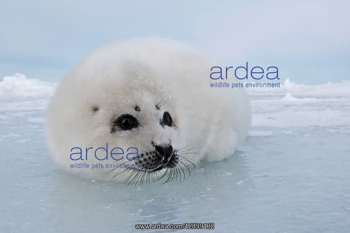: Harp Seal - baby : Harp Seal - baby