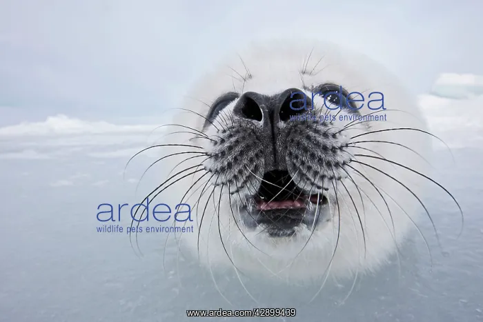 : Harp Seal - baby : Harp Seal - baby