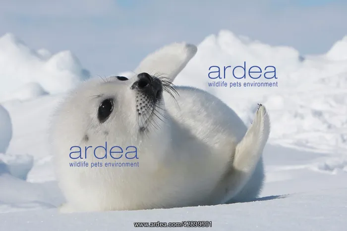 : Harp Seal - baby : Harp Seal - baby