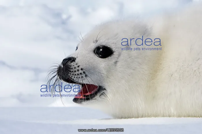 : Harp Seal - baby : Harp Seal - baby