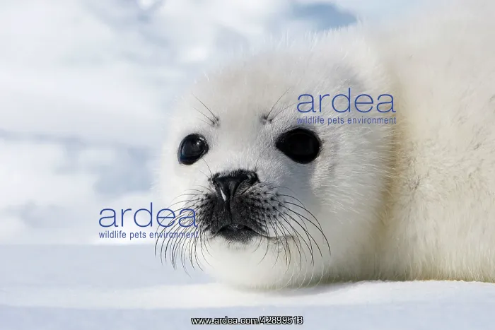 : Harp Seal - baby : Harp Seal - baby