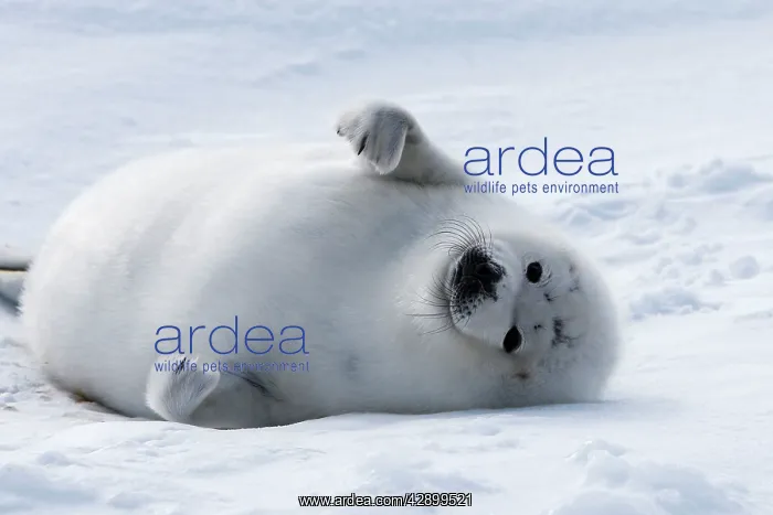  : Harp Seal - baby