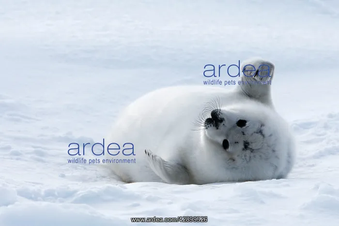 : Harp Seal - baby : Harp Seal - baby