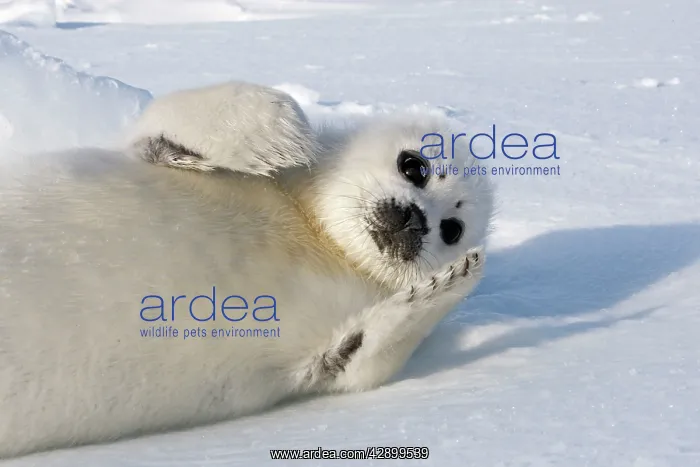 : Harp Seal - baby : Harp Seal - baby
