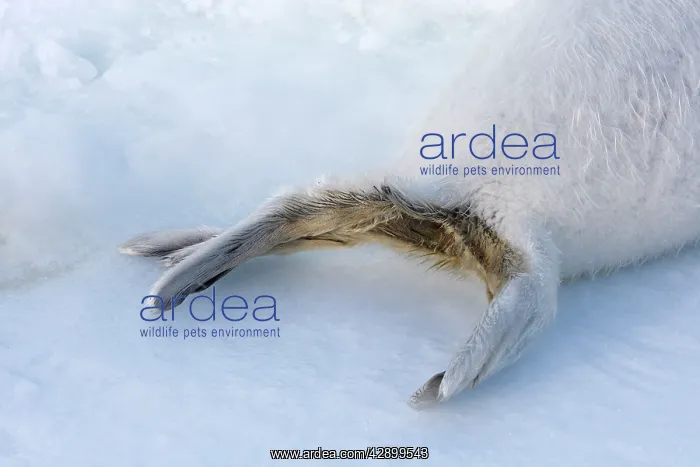 : Harp Seal - baby : Harp Seal - baby