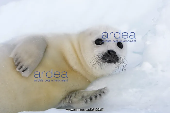 : Harp Seal - baby : Harp Seal - baby