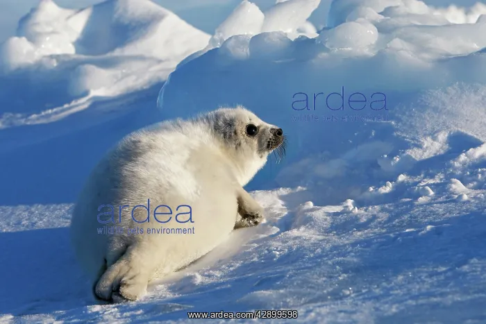 : Harp Seal - baby : Harp Seal - baby