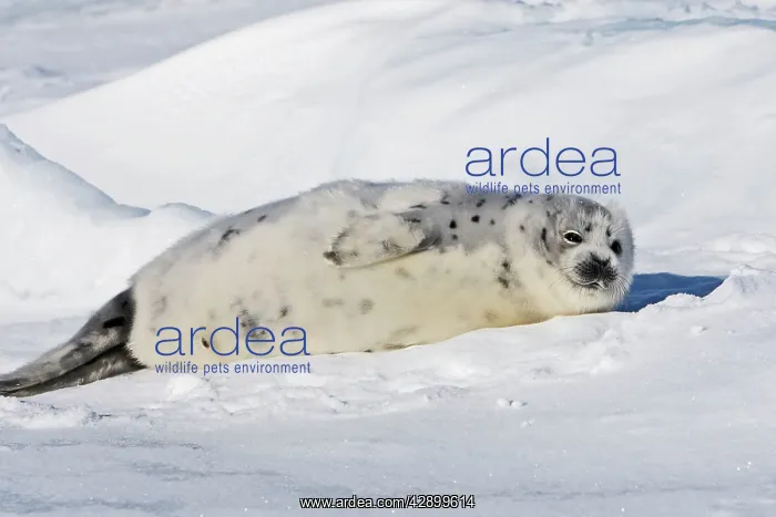 : Harp Seal - baby : Harp Seal - baby