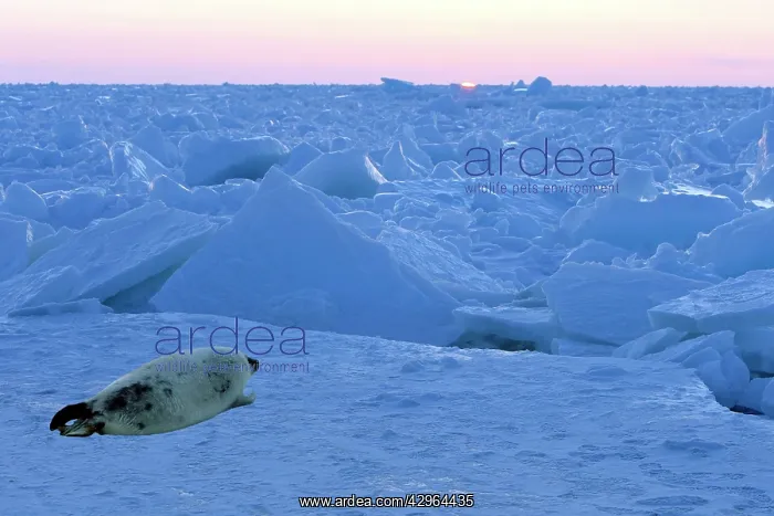  : Harp Seal - baby