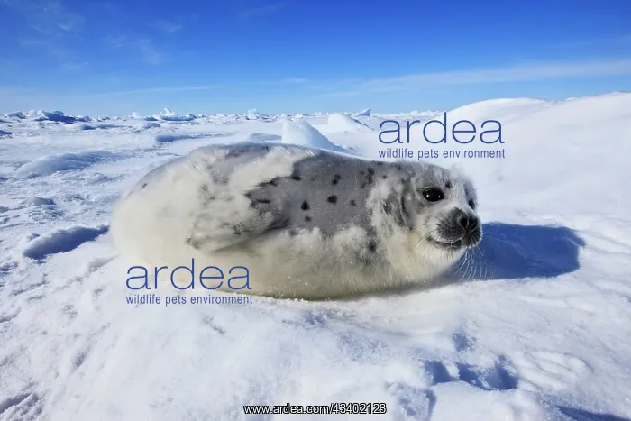 : Harp Seal - baby : Harp Seal - baby