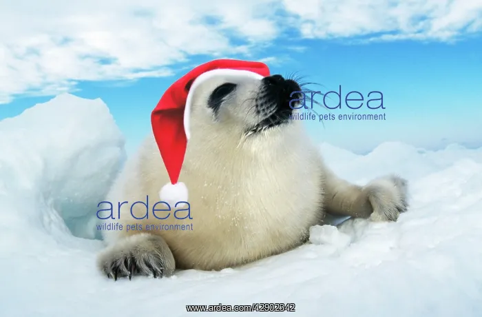 : Harp Seal Baby - lying on ice, wearing Christmas hat : Harp Seal Baby - lying on ice, wearing Christmas hat