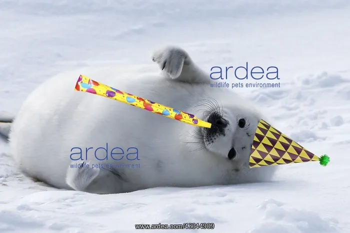 : Harp Seal - baby, pup with birthday party hat : Harp Seal - baby, pup with birthday party hat