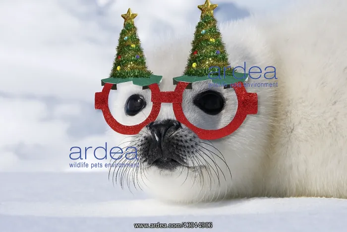  : Harp Seal - baby, pup wearing Christmas hat