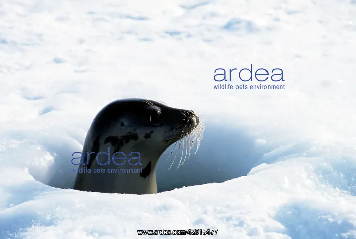 : HARP SEAL - BREATHING HOLE : HARP SEAL - BREATHING HOLE