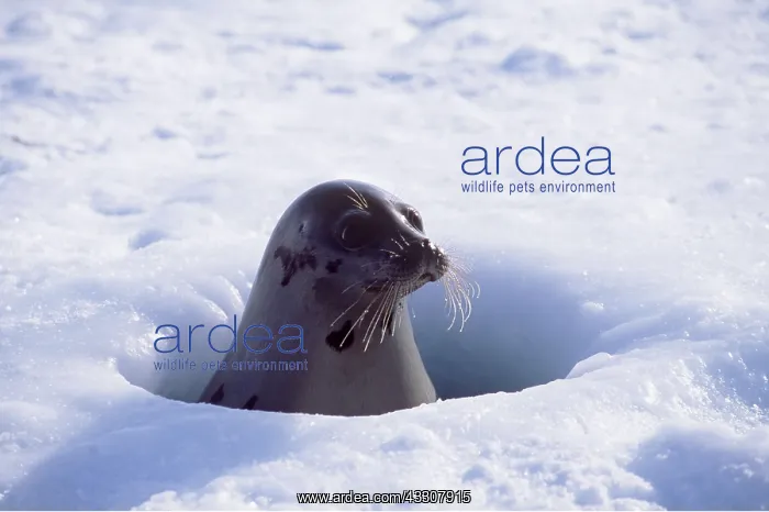 : HARP SEAL - At breathing hole : HARP SEAL - At breathing hole