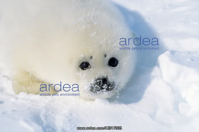 : HARP SEAL - close-up of pups head : HARP SEAL - close-up of pups head