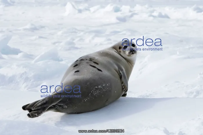 : Harp Seal - female : Harp Seal - female