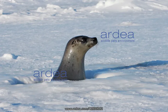 : Harp Seal - female : Harp Seal - female